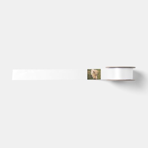 Young cream color highland cattle calf satin ribbon