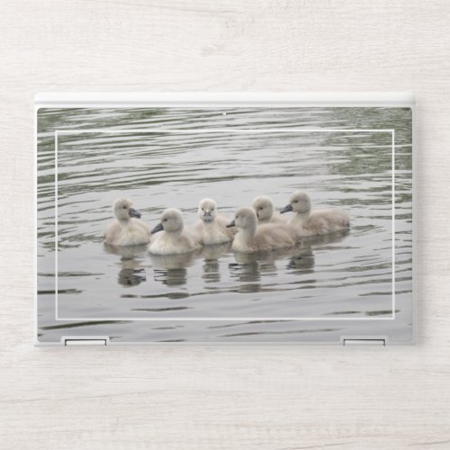 Young Cygnet Swans HP Laptop Skin