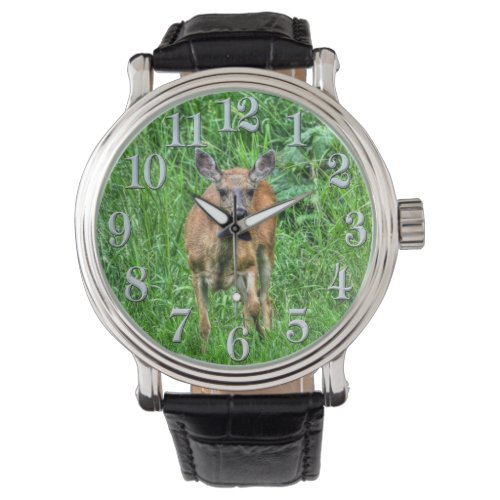 Young Deer Doe and Green Grasses Wildlife watch