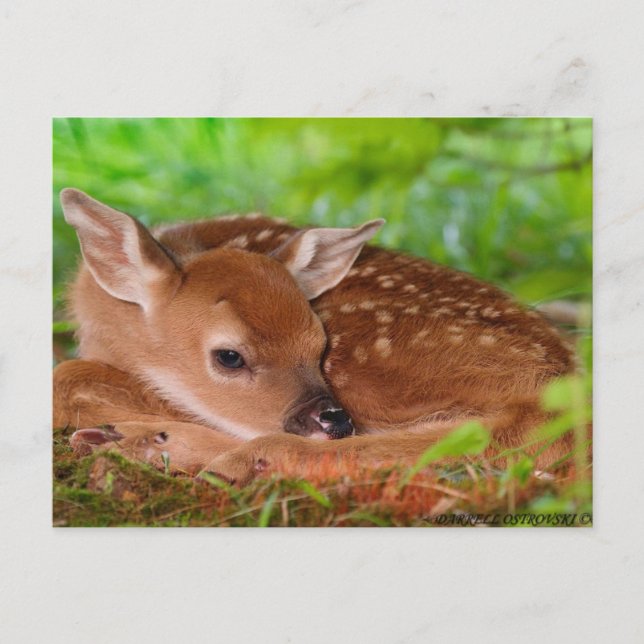 Young_Deer_Fawn-1 Postcard (Front)