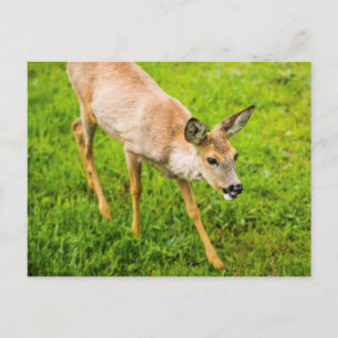 Young Deer Postcard