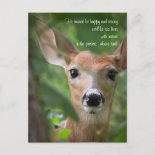Young Deer With Emerson Quote Postcard