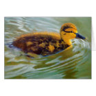 YOUNG DUCK IN SUNLIGHT