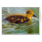 YOUNG DUCK IN SUNLIGHT