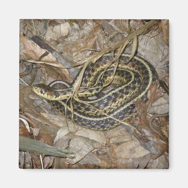Young Eastern Garter Snake Coordinating Items Magnet (Front)