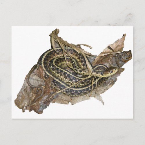Young Eastern Garter Snake Coordinating Items Postcard