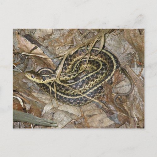 Young Eastern Garter Snake Coordinating Items Postcard