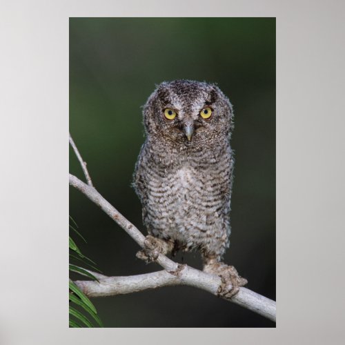 Young Eastern Screech_Owl Poster