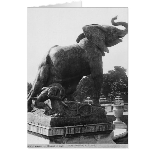 Young Elephant caught in a trap Cards (Front)