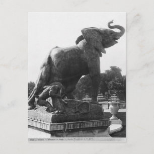 Young Elephant caught in a trap Postcard