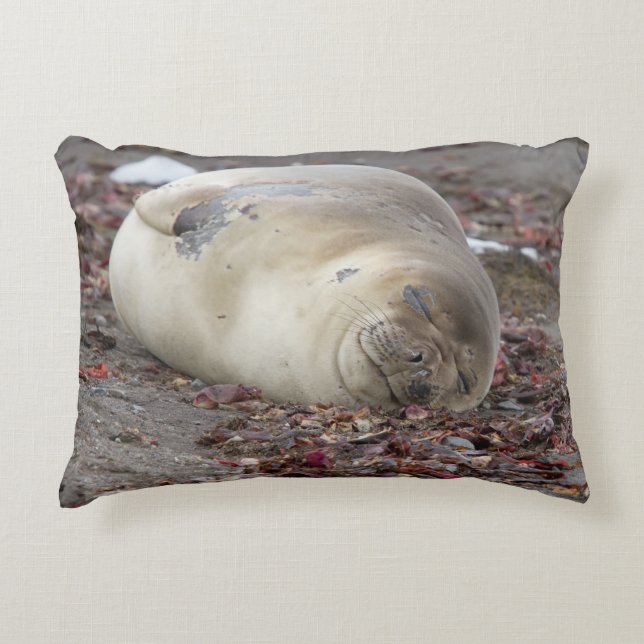 Young elephant seal accent pillow (Front)