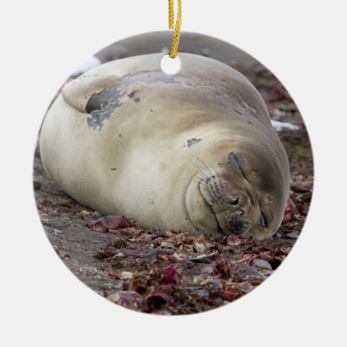 Young elephant seal ceramic ornament