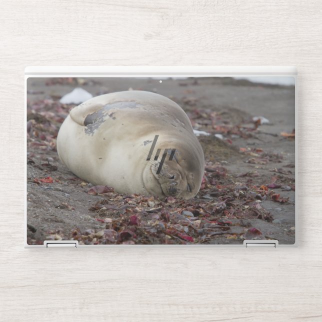 Young elephant seal HP laptop skin (Front)