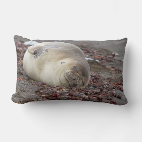 Young elephant seal lumbar pillow