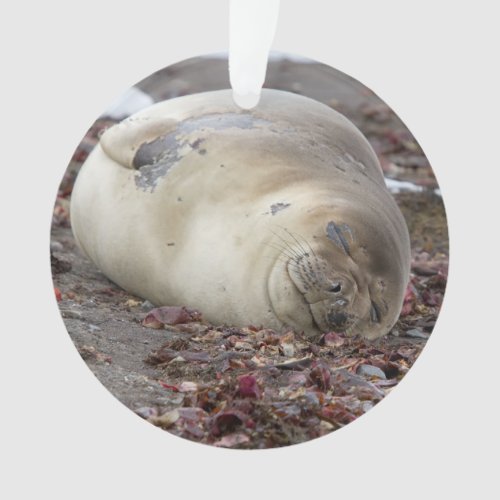 Young elephant seal ornament