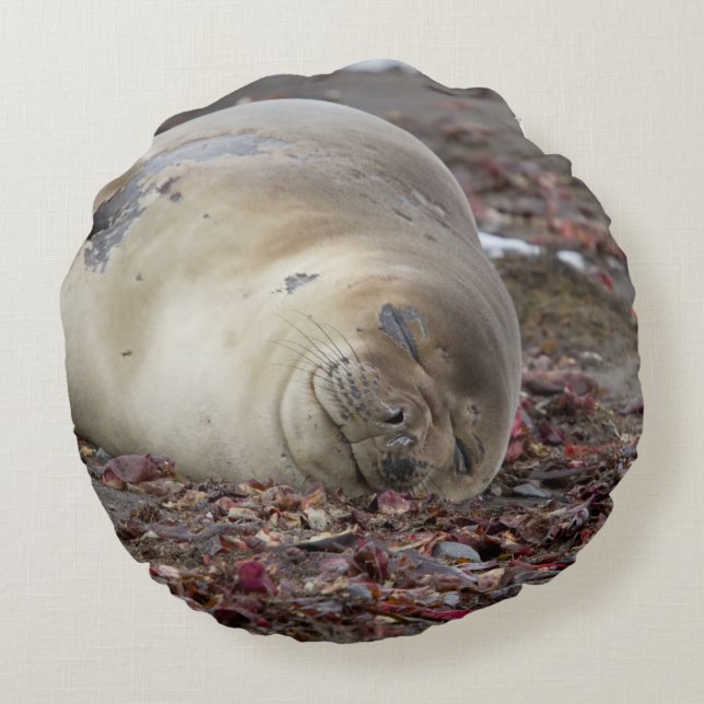 Young elephant seal round pillow (Back)