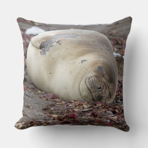 Young elephant seal throw pillow