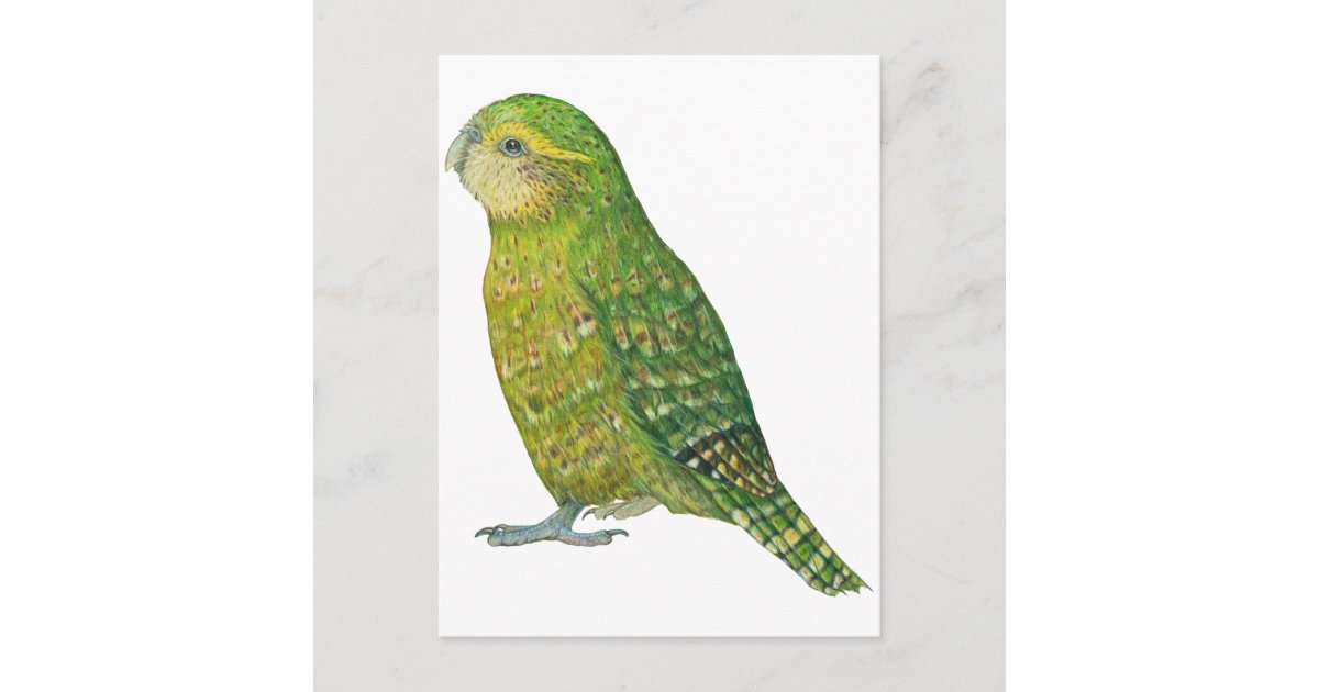 Young Female Kakapo Postcard | Zazzle