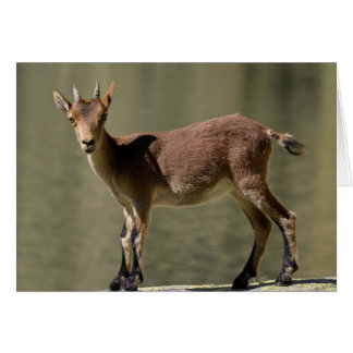 Young female wild goat, Iberian ibex, Spain Cards