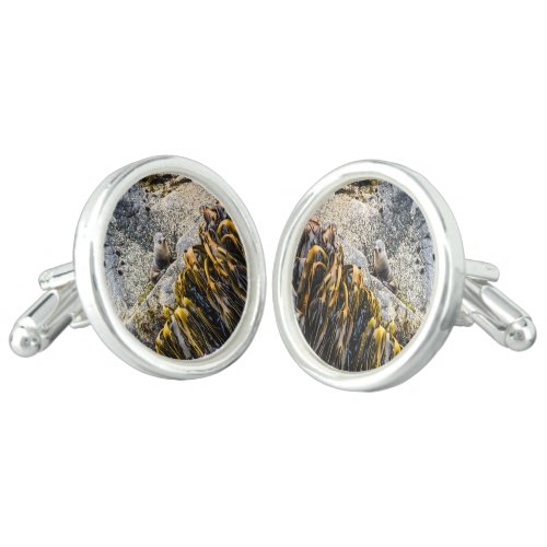Young Fur Seal On The Rock Cufflinks