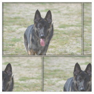 Young German Shepherd Fabric