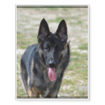 Young German Shepherd Temporary Tattoos