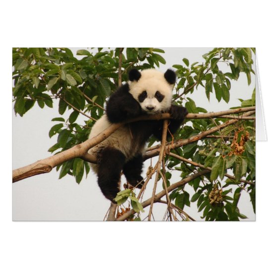 Young giant panda. card