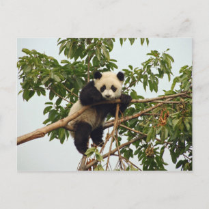 Young giant panda postcard