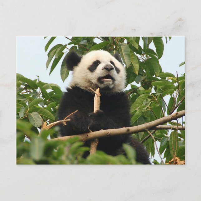 Young giant panda - postcard (Front)