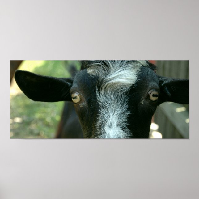 Young goat posing. poster (Front)