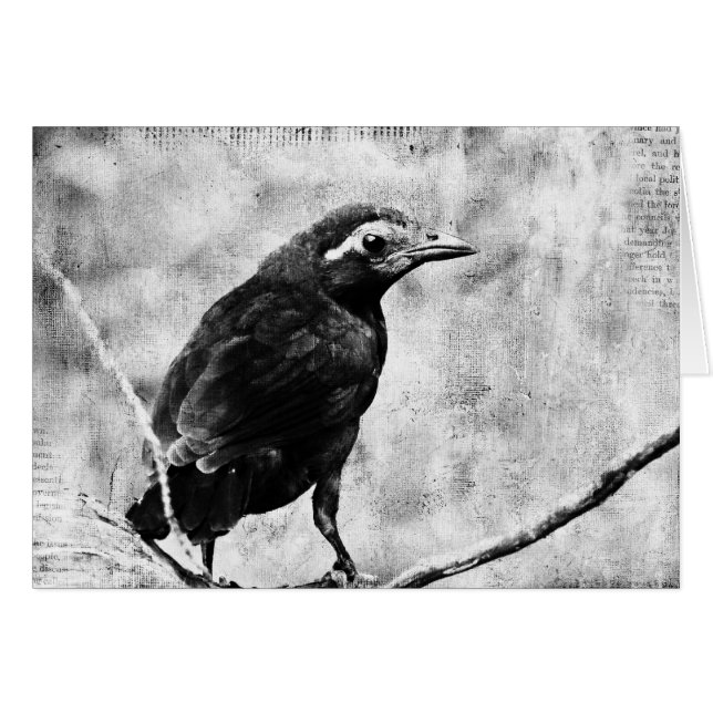 Young Grackle Cards (Front Horizontal)