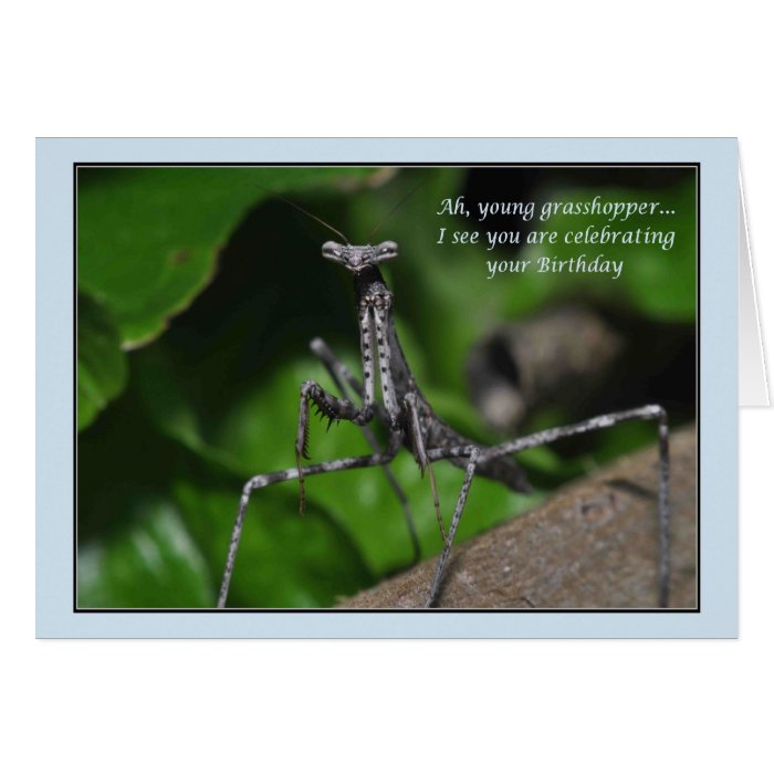 Young grasshopper praying mantis Birthday kung fu Card