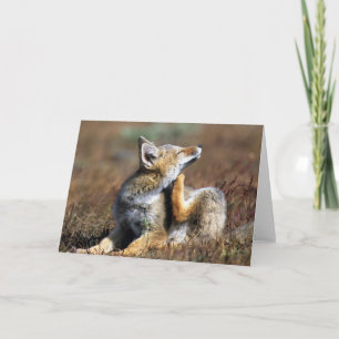 Young Gray Fox at Torres Del Paine National Park Card