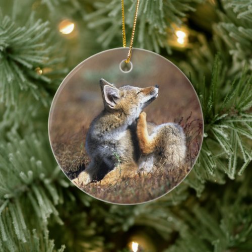 Young Gray Fox at Torres Del Paine National Park Ceramic Ornament