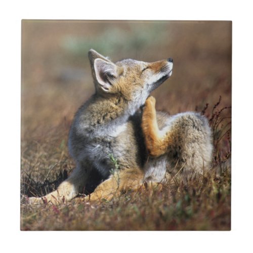 Young Gray Fox at Torres Del Paine National Park Ceramic Tile
