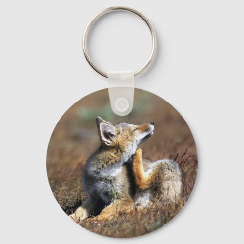 Young Gray Fox at Torres Del Paine National Park Keychain