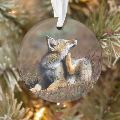 Young Gray Fox at Torres Del Paine National Park Ornament