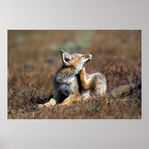 Young Gray Fox at Torres Del Paine National Park Poster
