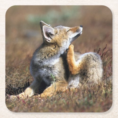 Young Gray Fox at Torres Del Paine National Park Square Paper Coaster
