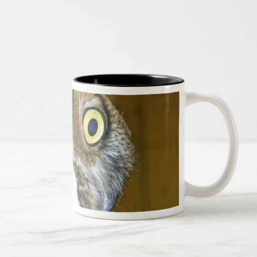 Young great horned owl indoors Two_Tone coffee mug