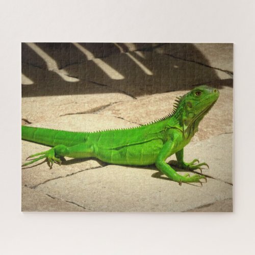 Young Green Iguana on Rock Path Jigsaw Puzzle