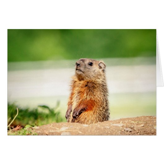 Young Groundhog Cards (Front Horizontal)
