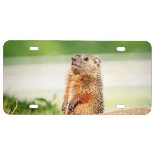 Young Groundhog License Plate