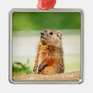 Young Groundhog Metal Ornament