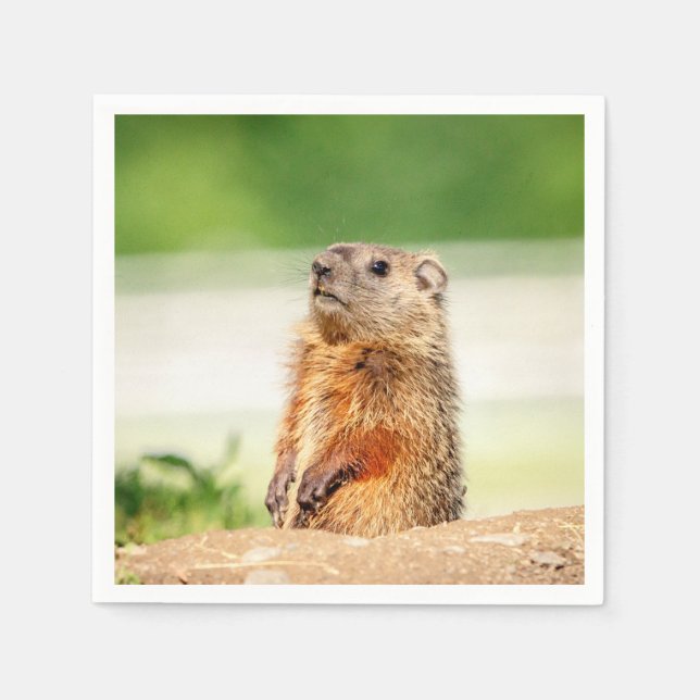 Young Groundhog Paper Napkins (Front)