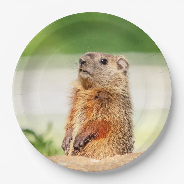 Young Groundhog Paper Plates (Front)