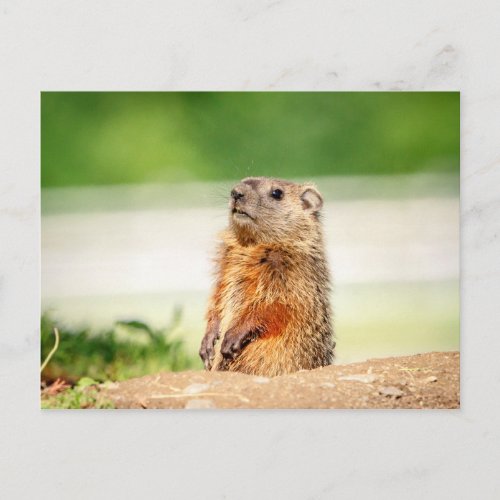 Young Groundhog Postcard