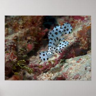 Young Grouper - Busy juvenile Fish at Coral Reef | Poster