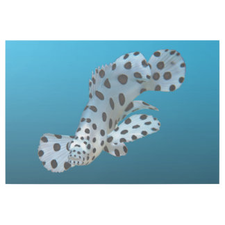 Young Grouper - Gradient blue background |  Gallery Wrap