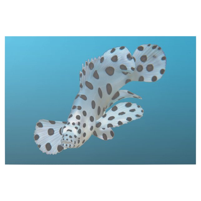 Young Grouper - Gradient blue background |  Gallery Wrap (Front)